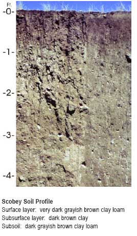 A profile of Montana's state soil, known as Scobey soil.