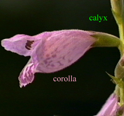 The corolla and calyx.