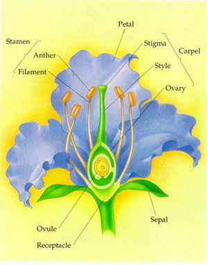 The parts of a flower, including the stamen and its parts (anther and filament).