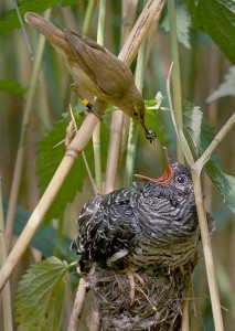 Figure 6.62: This Reed Warbler is raising the young of a Common Cuckoo, the best-known cuckoo. Image from URL: http://en.wikipedia.org/wiki/File:Reed_warbler_cuckoo.jpg