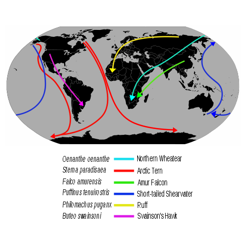 Figure 6.63: Examples of bird migration routes. Image from URL: http://en.wikipedia.org/wiki/File:Migrationroutes.svg