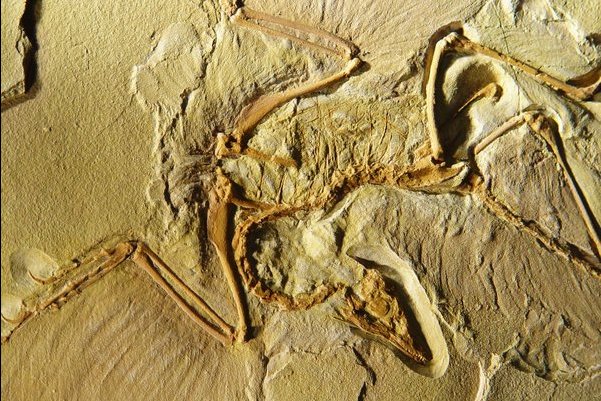 Figure 6.70: This Archaeopteryx specimen is only slightly dissociated and very complete on a single limestone slab. In addition to exquisitely-preserved bones, the impressions of both wing and tail feathers are present. Image from URL: http://www.fossilmuseum.net/fossilpictures-wpd/Archaeopteryx/Archaeopteryx.jpg