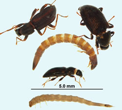 Figure 8.16: Riffle Beetle larvae and adults (Elmidae). Image from URL: http://bugguide.net/node/view/261612