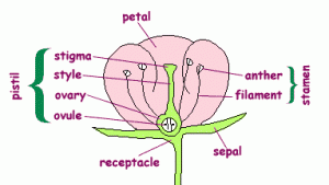 Figure 7.18: The graphic above shows the general structure of a flower, along with the typical parts of a flower. Image from URL: http://www.palaeos.com/Plants/Lists/Glossary/Images/Flower.gif