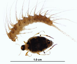 Figure 8.15: Peltodytes larva and adult (Haliplidae). Image from URL: http://watermonitoring.uwex.edu/