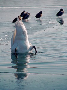 Figure 6.31: The swan's long neck helps it to feed and turn its head with ease. Image from URL: http://en.wikipedia.org/wiki/File:SwanFeeding.jpg