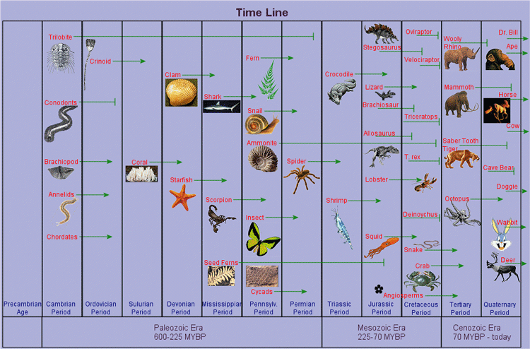 Figure 6.69: This timeline illustrates the early history of some of the predecessors of modern birds, or class Aves. Image from URL: http://cas.bellarmine.edu/tietjen/images/TimeLine1.gif