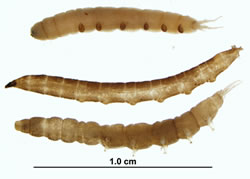 Figure 8.19: Crane fly larvae (Tipulidae). Image from URL: http://watermonitoring.uwex.edu/