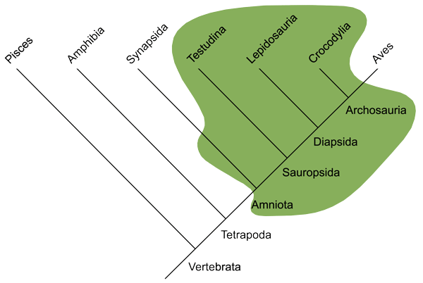 Figure 6.68: Reptiles (green field) comprise all non-avian and non-mammalian amniotes. This diagram illustrates the evolutionary connections between birds and reptiles. Image from URL: http://en.wikipedia.org/wiki/File:Traditional_Reptilia.png