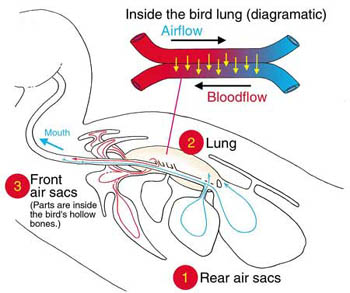 Figure 6.46: The diagram above shows the flow of air and blood in the bird respiratory system. Image from URL: http://silverfalls.k12.or.us/staff/read_shari /mysite/airsacsbird.jpg