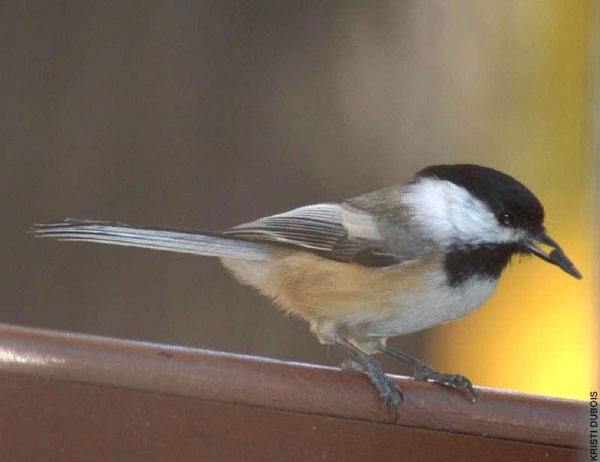 Figure 6.72: Black-capped Chickadee. Image from FWP. 