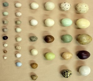 Figure 6.54: Bird eggs come in a very wide variety of sizes and colors. Image from URL: http://people.eku.edu/ritchisong/554images/bird_eggs2.jpg