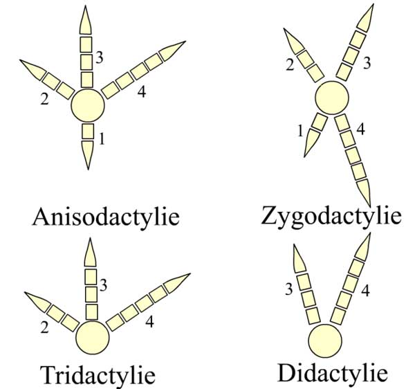 Figure 6.30: The image above illustrates different types of bird feet. Roughly half of all birds are passerines and have anisodactylic feet. Image from URL: http://en.wikipedia.org/wiki/File:Bird-feets.png