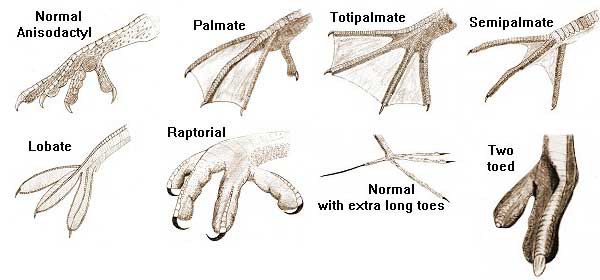 Figure 6.40: These illustrations depict the different types of bird feet described above. Image from URL: http://www.earthlife.net/birds/anatomy.html#2
