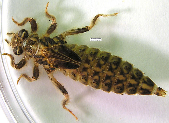 Figure 8.6: Dragonfly larva. Image from URL:http://www.troutnut.com/hatch/62/Insect-Odonata-Anisoptera-Dragonflies