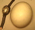 Figure 6.55: Birds' eggs, like the birds themselves, vary enormously in size. The largest egg from a living bird belongs to the ostrich. It is over 2000 times larger than the smallest egg produced by a hummingbird. Image from URL: http://www.royalalbertamuseum.ca /vexhibit/eggs/vexhome/sizeshap.htm
