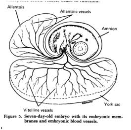 Figure 6.57: As the embryo grows, the chorion fuses with the allantois.