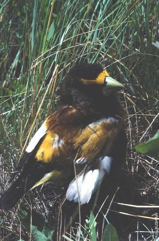 Figure 6.76: Evening Grosbeak. Image from FWP. 