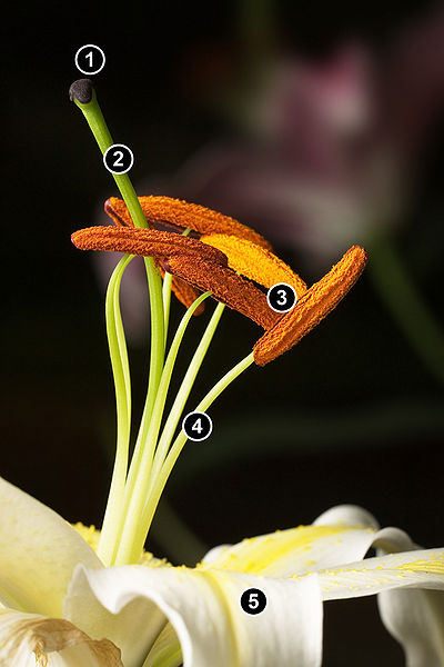Figure 7.20: Christmas Lillium (Lilium longiflorum). 1. Stigma, 2. Style, 3. Stamens, 4. Filament, 5. Petal. The lily variety pictured displays both the female and male reproductive parts, therefore it is “perfect”. Image from URL: http://en.wikipedia.org/wiki/File:Lillium_Stamens.jpg