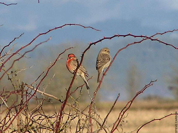 Figure 6.74: House Finch. Image from FWP. 