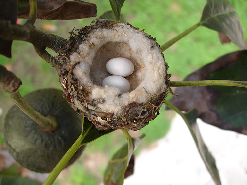 Figure 6.61: Hummingbird eggs and nest. Image from URL: http://howtoenjoyhummingbirds.com/hummingbird_nests.htm