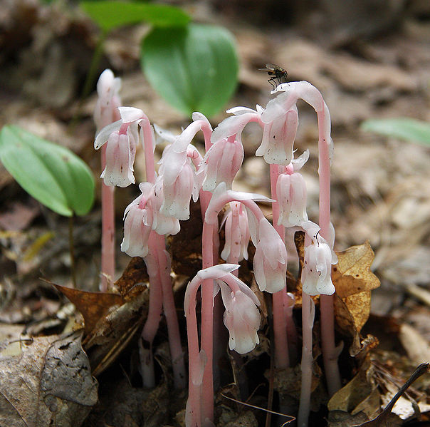 Figure 7.36: Another view of the Indian Pipe Plant with the distinctive drooping head ready to deliver seeds to the forest floor. Image from URL: http://commons.wikimedia.org/wiki/File:Western_Meadowlark.jpg