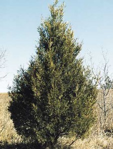 Figure 7.26: Examples of native Montana trees: plains cottonwood (top) and Rocky Mountain juniper (bottom). Image from URL: http://www.mt.nrcs.usda.gov/technical/ecs/forestry/
