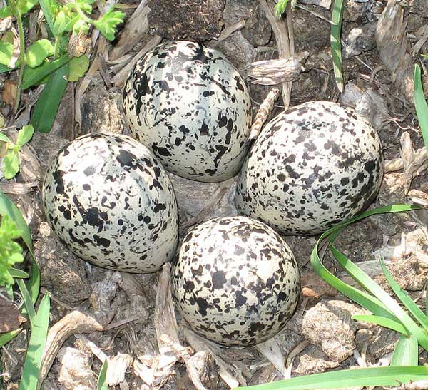 Figure 6.60: Killdeer eggs and nest. Image from URL: http://en.wikipedia.org/wiki/File:Killdeer_eggs.jpg