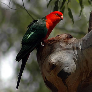 Figure 6.9: Australian King Parrot. Image from URL: http://en.wikipedia.org/wiki/File:Austkingparrot.jpg