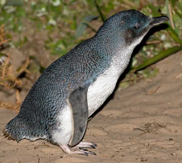 Figure 6.8: Little Penguin or Fairy Penguin. Image from URL: http://en.wikipedia.org/wiki/File:Eudyptula_minor_Bruny_Island.jpg