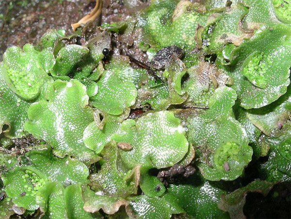 Figure 7.38: Liverwort, another common bryophyte. Image from URL: http://en.wikipedia.org/wiki/File:Lunularia_cruciata.jpg