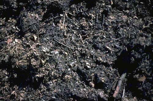 Figure 3.8: Compost, a mix of different types of decaying organic matter that rejuvenates soil. Image from URL: http://www.sustland.umn.edu/implement/images/compost_2l.jpg