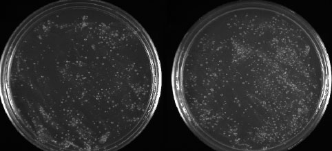 Figure 3.36: Our BAD sample (at left) had colonies after 1 day, and maybe is not so “bad” after all. Our GOOD sample (at right) had more colonies than the BAD sample, but on the same order of magnitude. Image by Dr. Marisa Pedulla. 