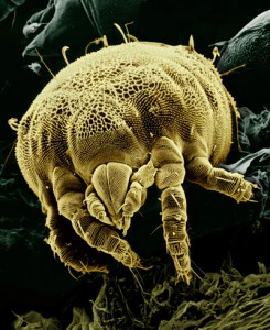 Figure 3.23: A microscopic mite, Lorryia formosa, commonly found on citrus plants and here shown among fungi, is an example of a microbe from the animal kingdom, sometimes called microfauna. Image from URL: http://en.wikipedia.org/wiki/Microorganism