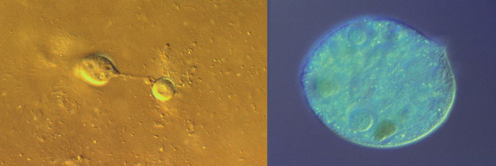 Figure 3.16: Soil flagellates (left) and ciliates (right), examples of soil-dwelling protists.