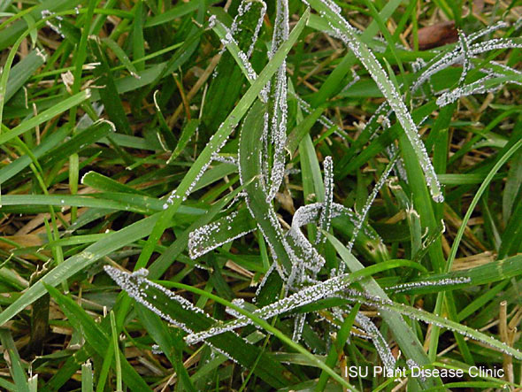Figure 3.15: Members of the kingdom protista, such as this slime mould growing on grass and soil, are also part of the Eucarya domain. Image from URL: http://www.plantpath.iastate.edu/