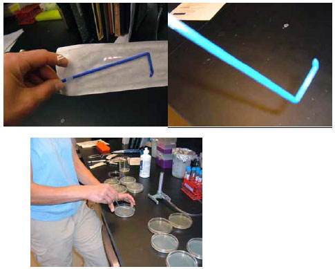 Figure 3.33: Open the sterile spreader from the NON-BENT end and hold it at the straight part, avoiding touching the business (short) end. Spread the liquid back and forth evenly all over the plate (multiple passes and turning of the plate are required). Images by Dr. Marisa Pedulla. 