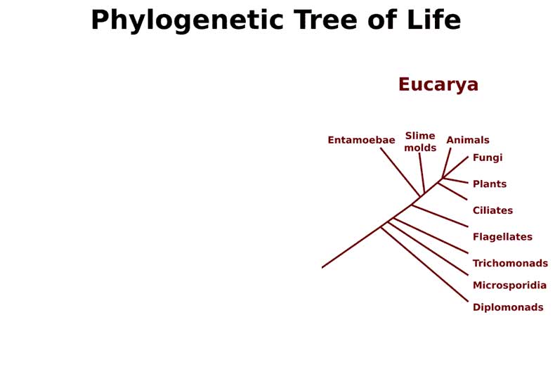 Figure 3.10: Scientists classify life according to the phylogenetic tree of life. Life is generally classified into three domains. Humans, other animals, fungi, plants and many other types of life belong to the domain Eucarya. For more information on the Phylogenetic Tree, visit Wikipedia, URL: http://en.wikipedia.org/wiki/Phylogenetic_tree