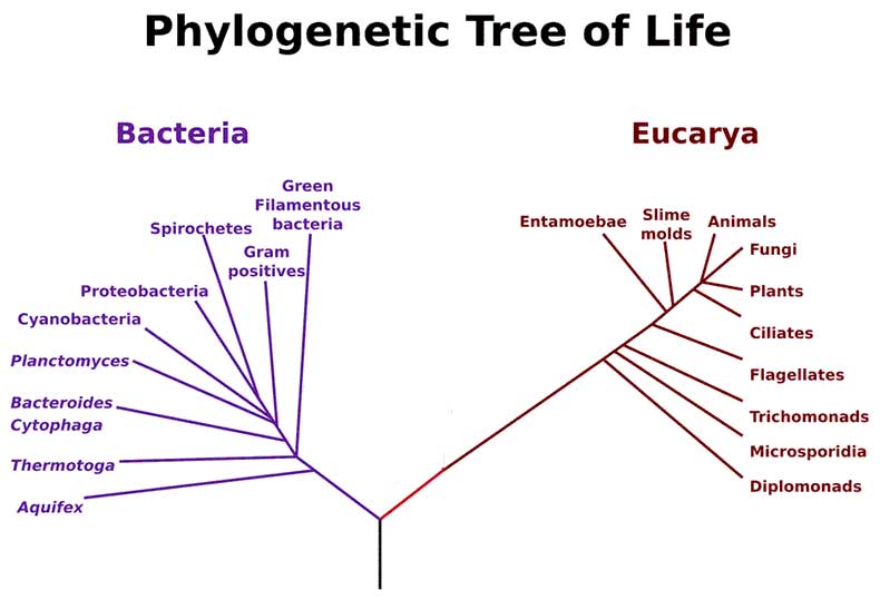 Figure 3.17: Most of the organisms that scientists know exist belong to the domain Bacteria. 