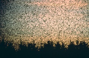 Figure 9.18: European starlings are an example of a species introduced by humans that rapidly spread throughout a new environment. Image from URL: http://www.columbia.edu/itc/cerc/danoff-burg/invasion_bio/inv_spp_summ/Sturnus_vulgaris.html