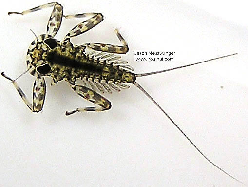 Figure 8.7: Mayfly larva. Image from URL: http://www.troutnut.com/specimen/88