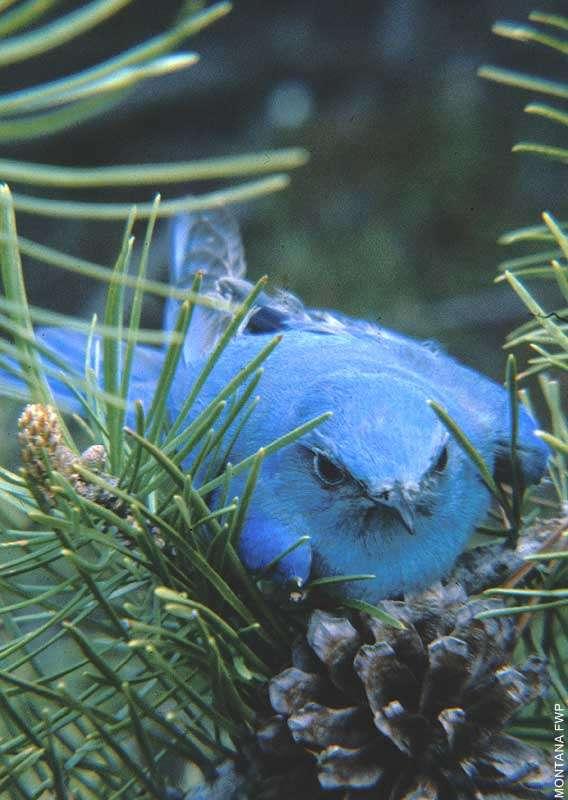 Figure 6.80: Mountain Bluebird. Image from FWP. 
