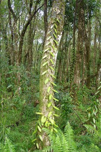 Figure 7.33: The orchid’s roots expose great surface area to the air in order to pull moisture and nutrients, while the tree supports the orchid. Image from URL: http://en.wikipedia.org/wiki/