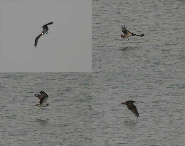 Figure 6.41: The osprey pictured above is well-adapted to plunge into water mid-flight to catch fish. Image from URL: http://en.wikipedia.org/wiki/File:Osprey_(Pandion_haliaetus)_near_Kawal_WS,_AP_W.jpg