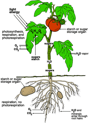 Figure 7.7: Like other organisms, plants respirate to break down food, using oxygen and producing carbon dioxide. The interaction between photosynthesis, respiration, and other plant biofunctions is illustrated above. Image from URL: http://jrscience.wcp.muohio.edu/climate_projects_05