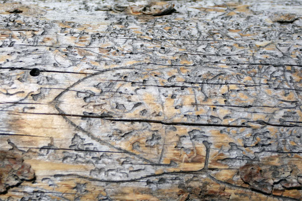 Figure 7.3: Mountain pine beetles, a kind of bark beetle, spend much of their life cycle in plant tissue. They kill trees by boring through the bark into the phloem (defined later in the module) layer on which they feed and in which eggs are laid. "Tracks" like those shown in the dead tree pictured at the top are left by the feeding larvae. Leaf miners are larvae of some insect species that live in and eat the leaf tissue of plants. The trail on the leaf above was made by a leaf miner. Note the initial thin width of the insect trail, becoming wider as the insect grows while it navigates around the leaf. Author (top): Justin Ringsak Image (bottom) from URL: http://en.wikipedia.org/, Author: Peter Woodard