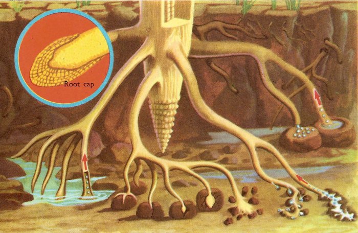 Figure 7.16: A plant root in action. Rootlets bury into the earth, absorbing, by osmosis, water and the mineral substances dissolved in the water. Image from URL: http://www.daviddarling.info/encyclopedia/P/plant_root.html