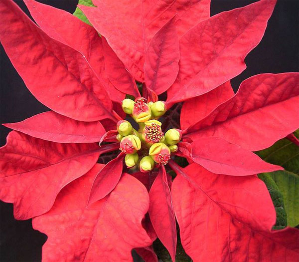 Figure 7.19: An excellent example of bracts is found on the poinsettia plant. The bright red leaves are bracts surrounding the inner yellow flowers of the poinsettia. In this example, the bracts are approximately the same size as the plant’s regular leaves. Image from URL: http://en.wikipedia.org/wiki/File:E_pulcherrima_ies.jpg