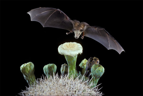 igure 7.51: Bats are often attracted to pungent white flowers that are open at night. In this image, the lesser long-nosed bat polinates a saguero cactus in the Sonoran Desert. Image from URL: http://www.fs.fed.us/wildflowers/pollinators/pollinator-of-the-month/lesser_long-nosed_bat.shtml, Author: Merlin D. Tuttle, Bat Conservation International 