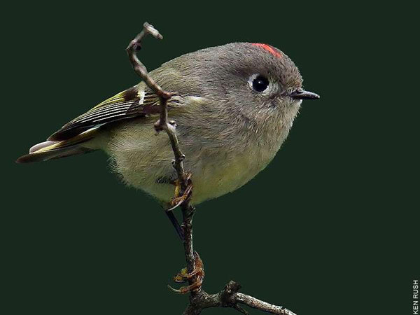 Figure 6.73: Ruby-crowned Kinglet. Image from FWP. 